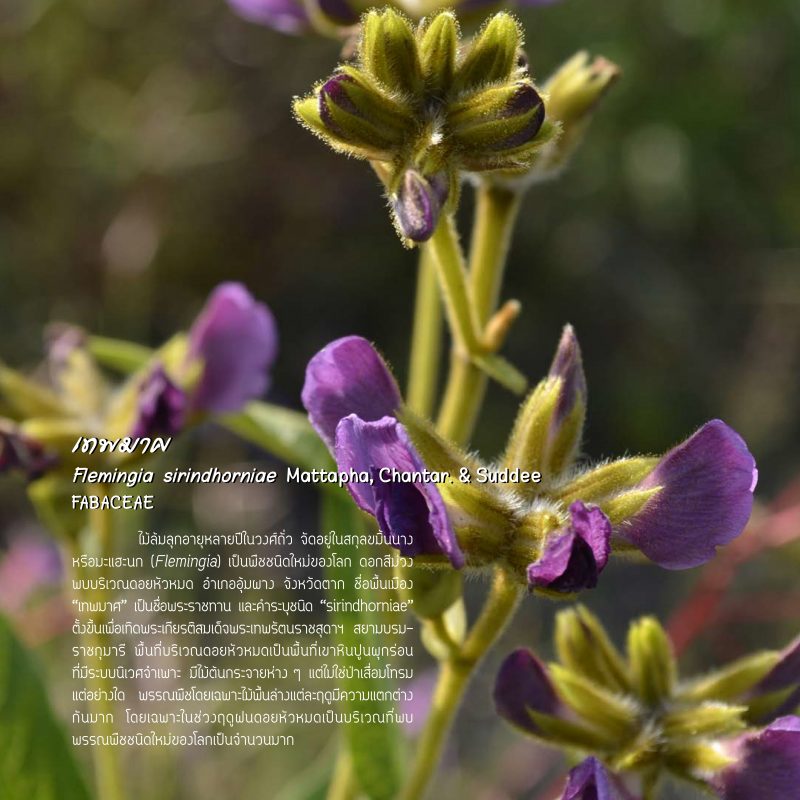 โครงการ พรรณพฤกษชาติประเทศไทย (Flora of Thailand)