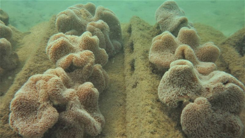 การขยายพันธุ์ปะการังอ่อนจากฟาร์มต้นแบบ เพื่อใช้ประโยชน์ในการฟื้นฟูระบบนิเวศทางทะเล และการสร้างแหล่งท่องเที่ยวทางทะเลเชิงนิเวศ