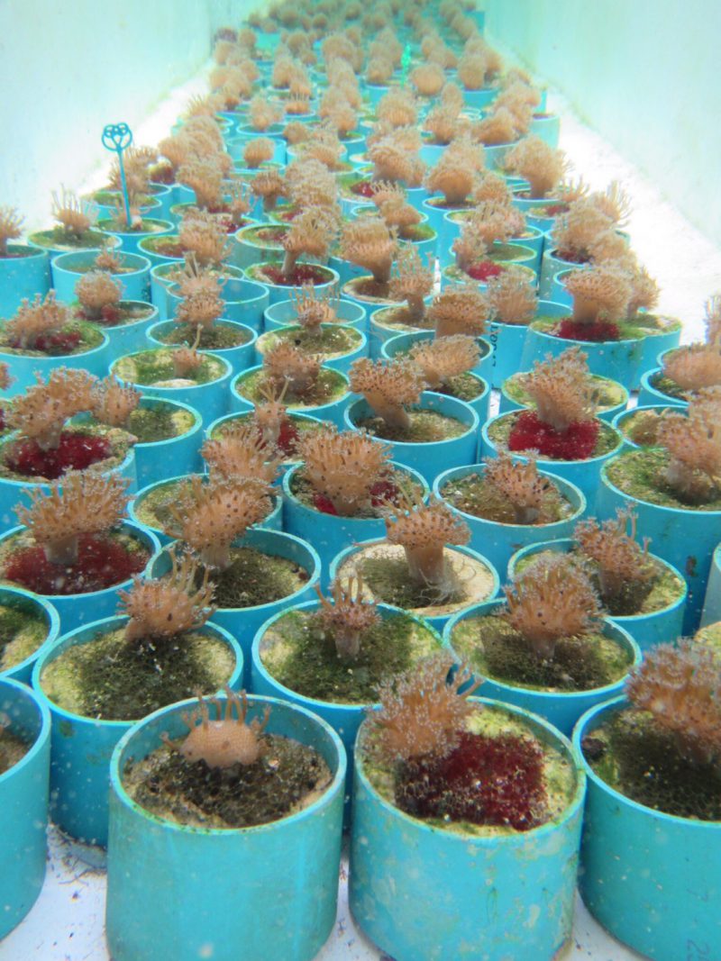 พบกับเรื่องราว "ปะการังอ่อน (soft coral)" ในงาน IBD2019 22-24 พฤษภาคม 2019
