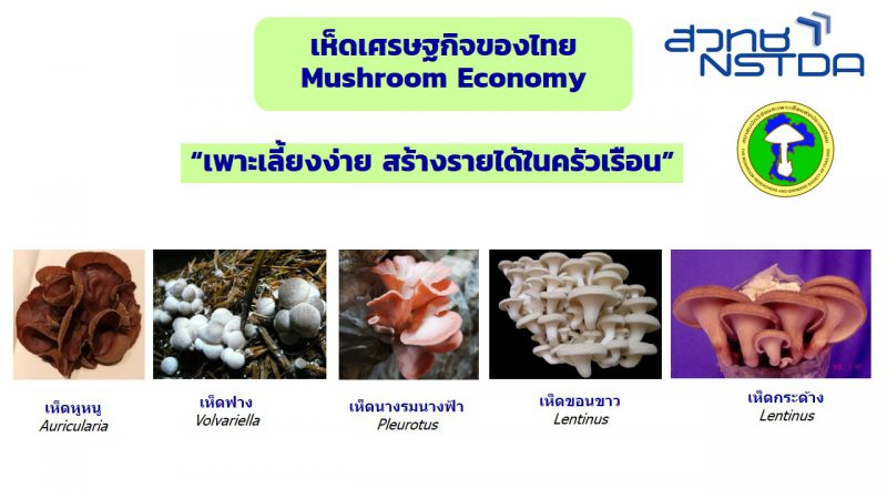 เห็ดเศรษฐกิจของไทย