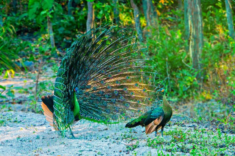 The  biggest  stronghold of green peafowl in the world